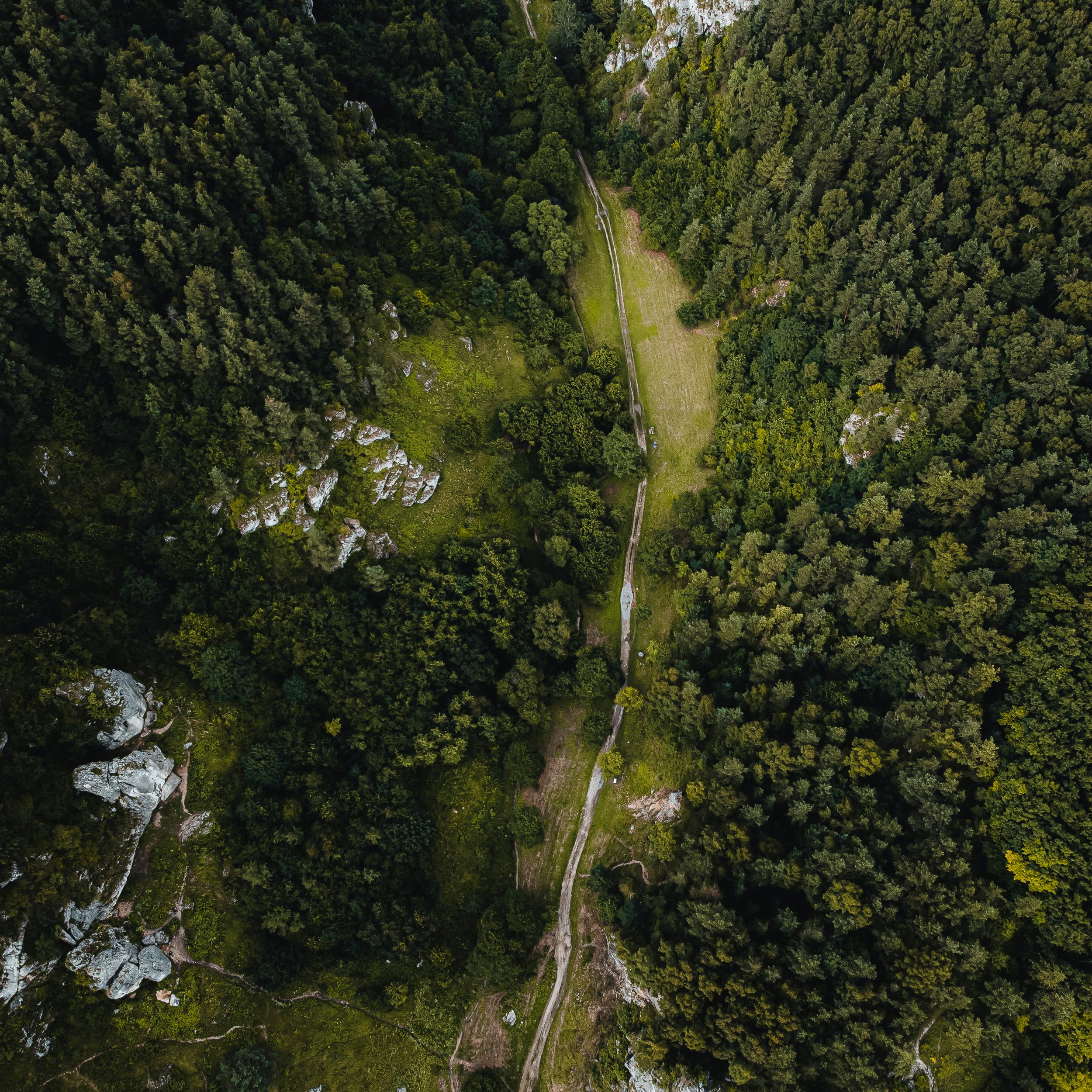 A stunning aerial shot of a lush, green forest in Kobylany, Poland, showcasing natural beauty.