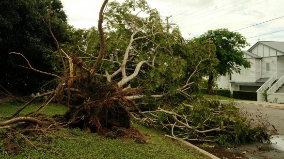 Uprooted tree lies on suburban street after a violent storm, showcasing nature's power.