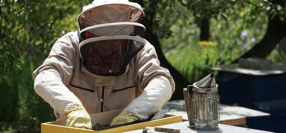 A beekeeper in protective gear works with a hive and bee smoker outdoors on a sunny day.